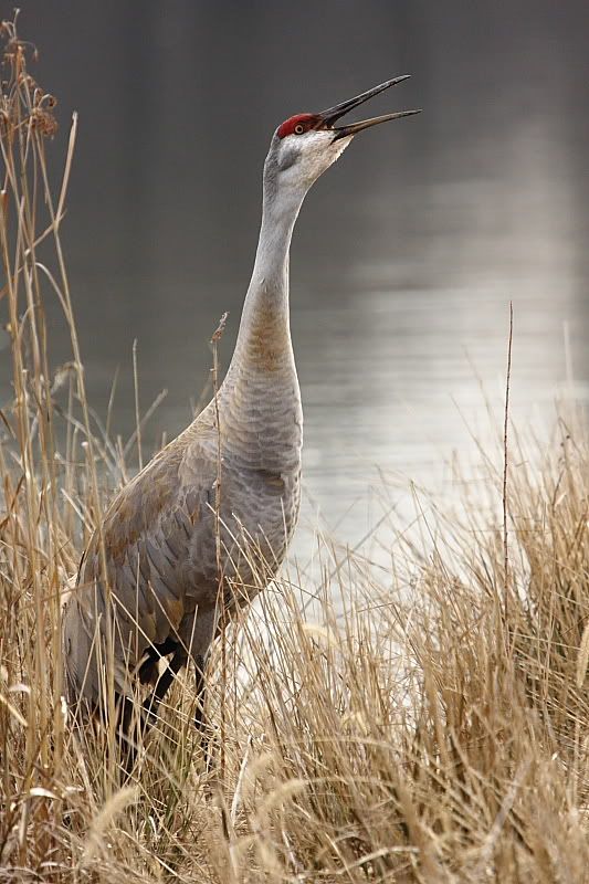 IMAGE: http://i24.photobucket.com/albums/c9/peri8x42/websandhill1.jpg