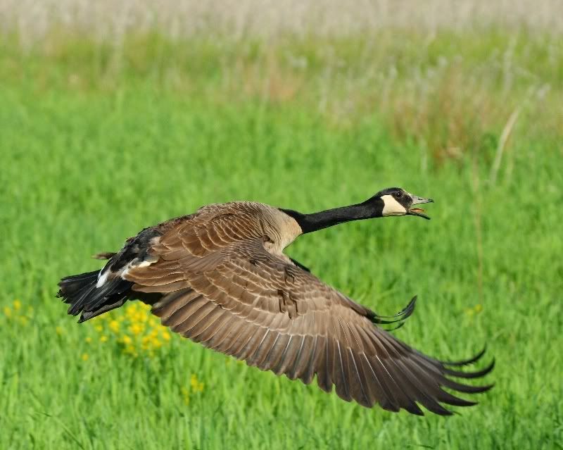 IMAGE: http://i24.photobucket.com/albums/c9/peri8x42/websizegoose.jpg