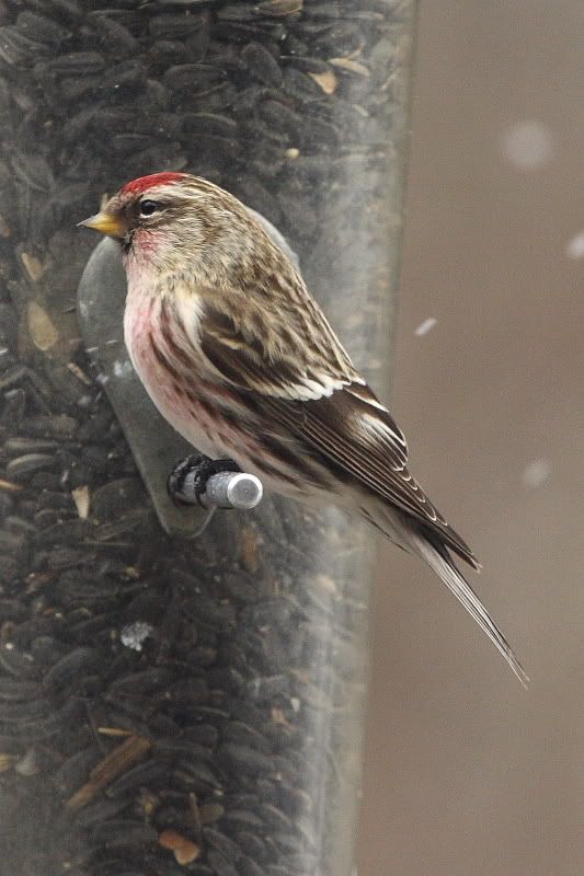 websizeredpoll001.jpg