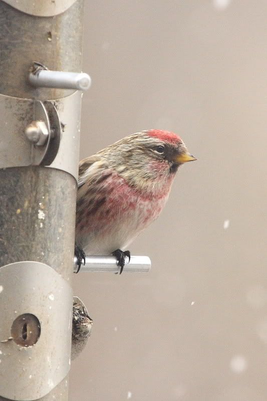 websizeredpoll002.jpg