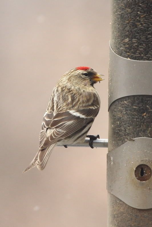 websizeredpoll003.jpg