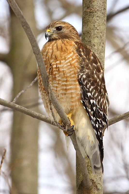 IMAGE: http://i24.photobucket.com/albums/c9/peri8x42/websizeredshoulder.jpg