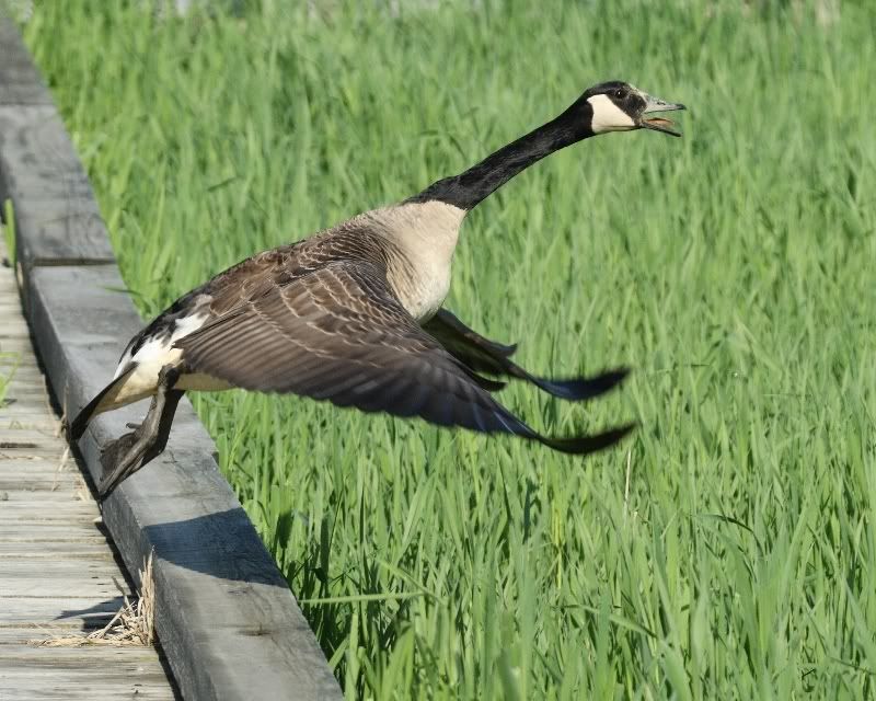 IMAGE: http://i24.photobucket.com/albums/c9/peri8x42/websizetakeoff.jpg