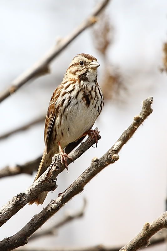 IMAGE: http://i24.photobucket.com/albums/c9/peri8x42/websparrow.jpg