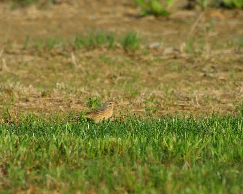 IMAGE: http://i24.photobucket.com/albums/c9/peri8x42/whatisit.jpg