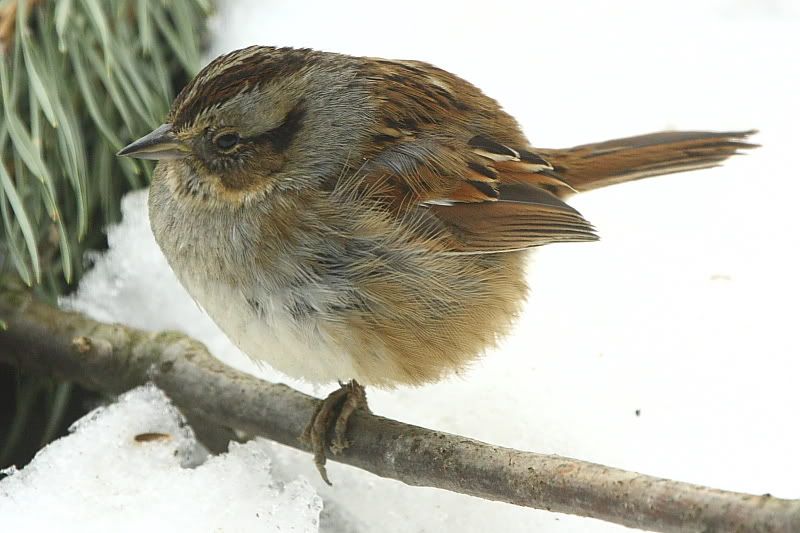IMAGE: http://i24.photobucket.com/albums/c9/peri8x42/whitethroatedsparrow.jpg