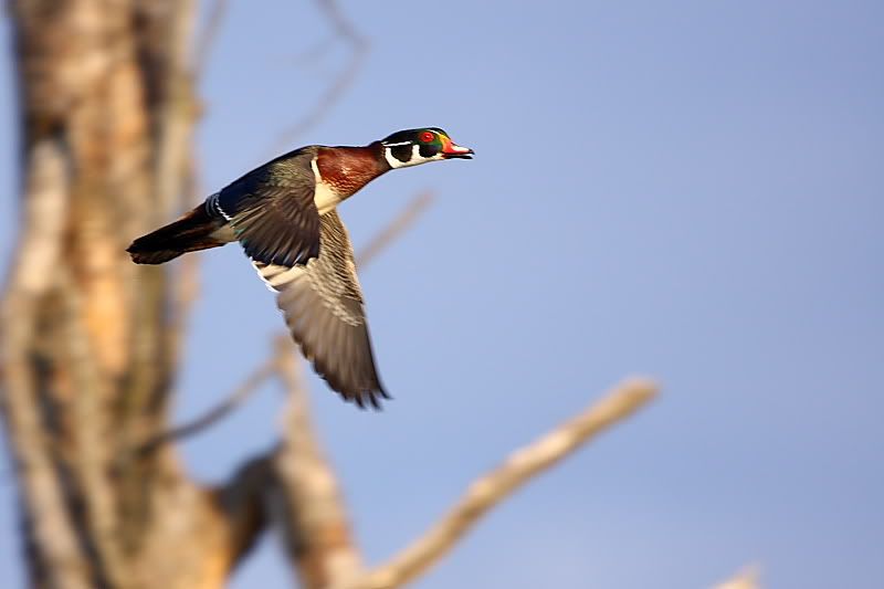 IMAGE: http://i24.photobucket.com/albums/c9/peri8x42/woody1.jpg