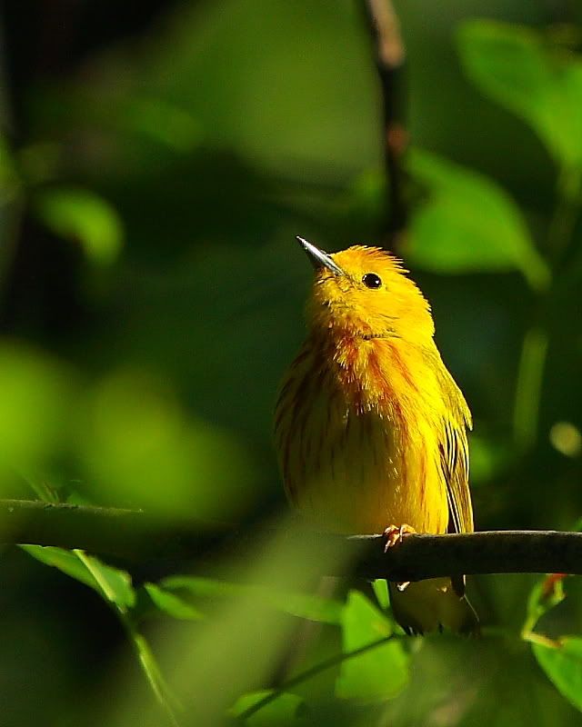 IMAGE: http://i24.photobucket.com/albums/c9/peri8x42/yellowwarbler.jpg