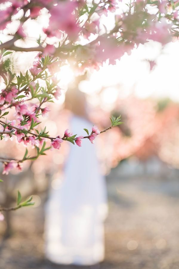  Cherry Blossom Bridal Portraits at Hawk Ranch