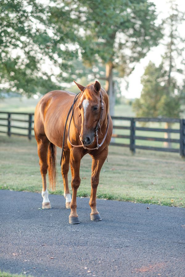  Southern Charm Meets Equestrian Elegance at Warrenwood Manor