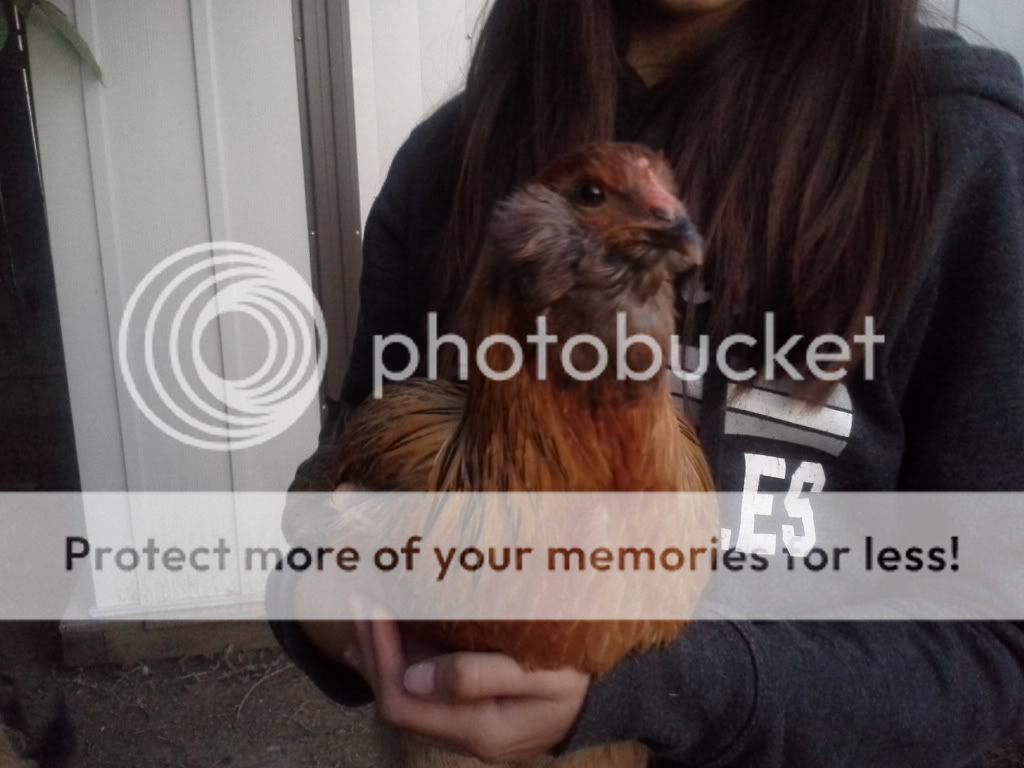 Backyard Chicken Keeping Ill Never Put An Egg In My Breasts Again