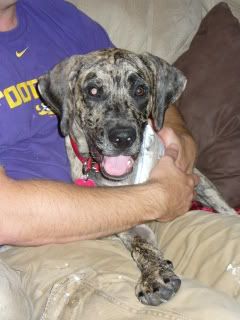 Three legged amputee catahoula dog