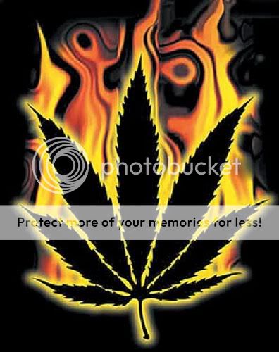 Pot Leaf Pictures, Images and Photos