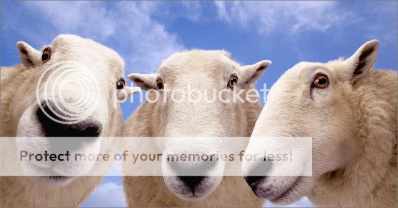 Dynamic Sheep blog header photo