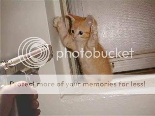 shoot_cat.jpg