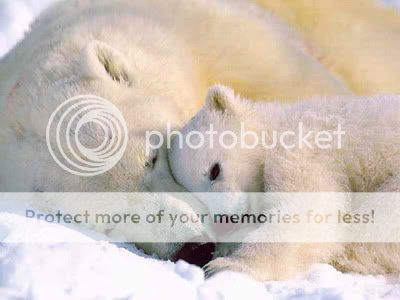 polar bears Pictures, Images and Photos