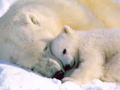 polar bears Pictures, Images and Photos